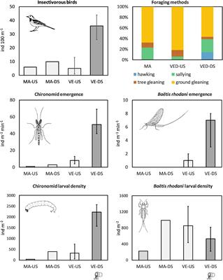 Stream pollution causes aggregation of wintering insectivorous birds through increased aquatic emergence